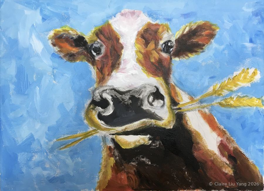 A brown and white cow chewing wheat against a bright blue sky