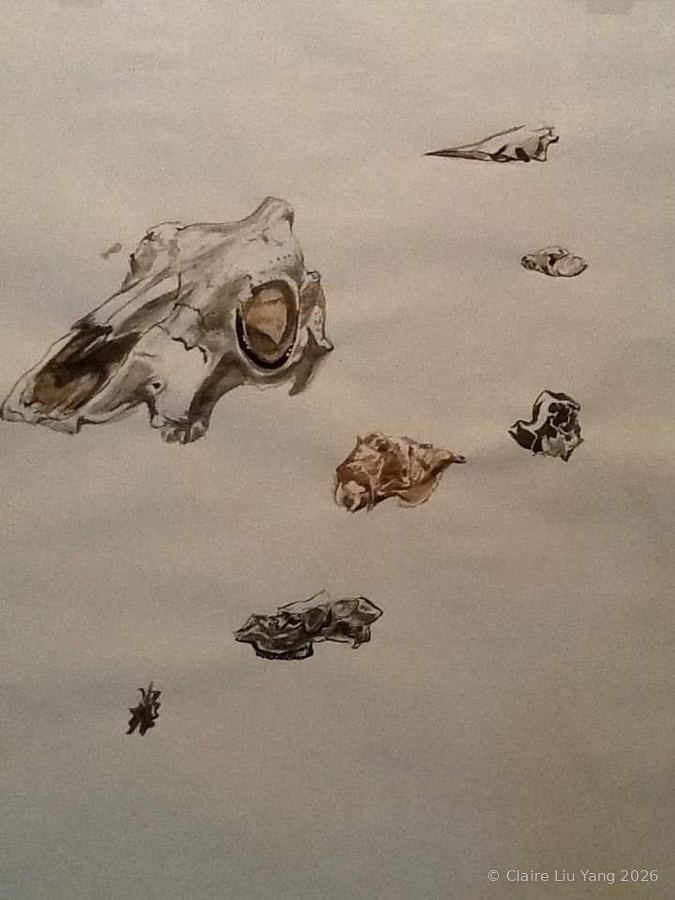 Small fossil and skull studies on white paper