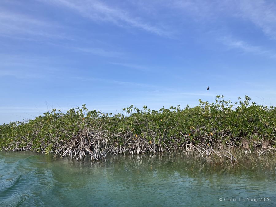 Mangroves along the Muyil River under a blue sky