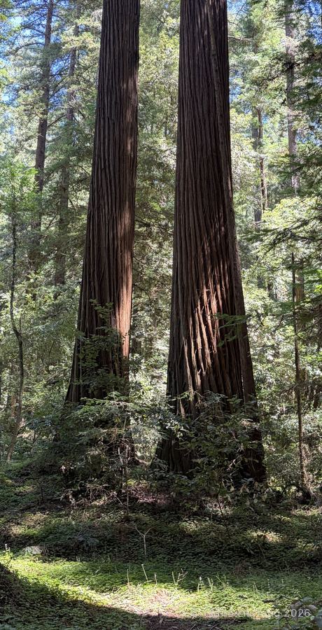 Two tall redwood trunks side by side in a sunlit forest